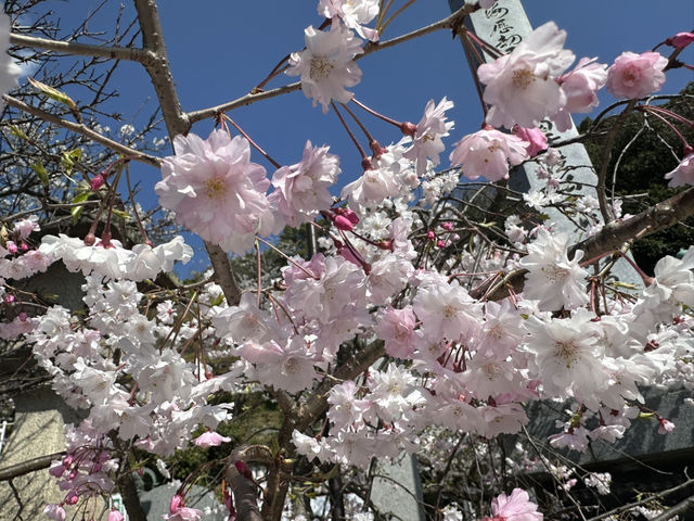 神秘的地方～櫻吹雪🌸