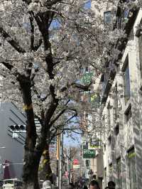 東京賞櫻攻略：中目黑、澀谷、中野、芝公園，一次蒐集所有粉嫩美景！🌸