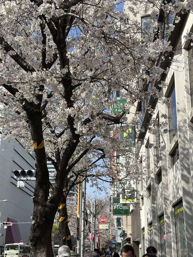 東京賞櫻攻略：中目黑、澀谷、中野、芝公園，一次蒐集所有粉嫩美景！🌸