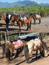 Horse Riding Adventure on the Ancient Tea-Horse Road in Lijiang