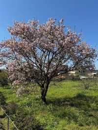 🌸**台北天元宮後山櫻花園區是欣賞櫻花**🌸
