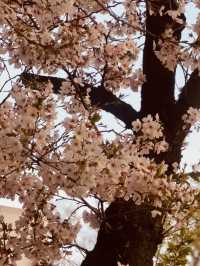 A Sea of Cherry Blossoms: Yeouido Festival's Overwhelming Beauty