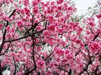 🌸** 賞櫻的迷人櫻花樹**🌸