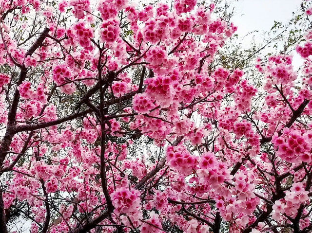 🌸** 賞櫻的迷人櫻花樹**🌸