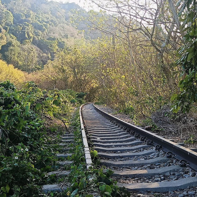 泰安老街櫻花巷