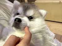 【馬六甲｜萌到心臟爆擊的 huskitory！】