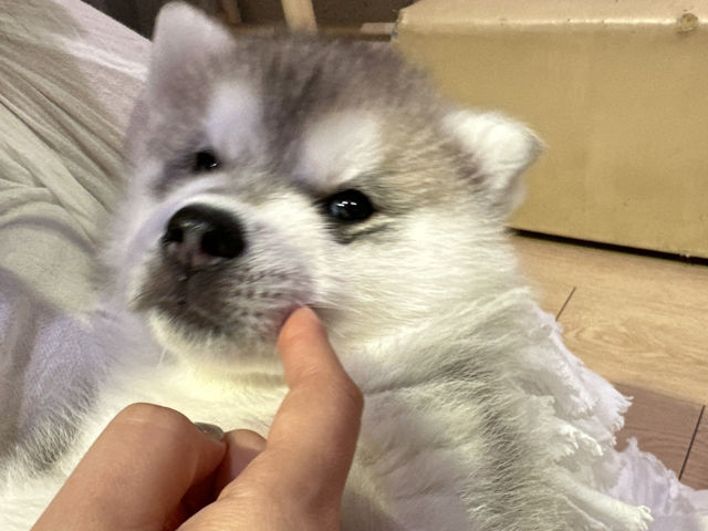 【馬六甲｜萌到心臟爆擊的 huskitory！】