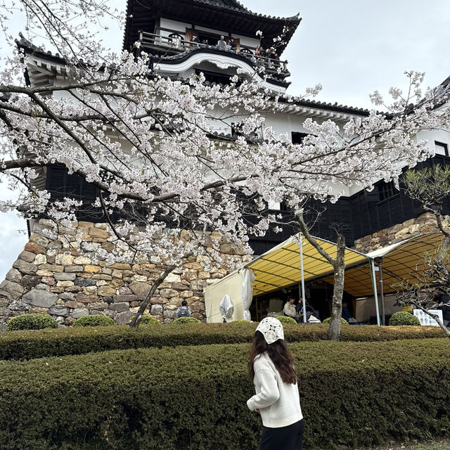犬山城：櫻花簇擁的古城之美 🏯🌸
