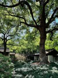 Jichang Garden – Wuxi’s 500-Year-Old Poetic Sanctuary