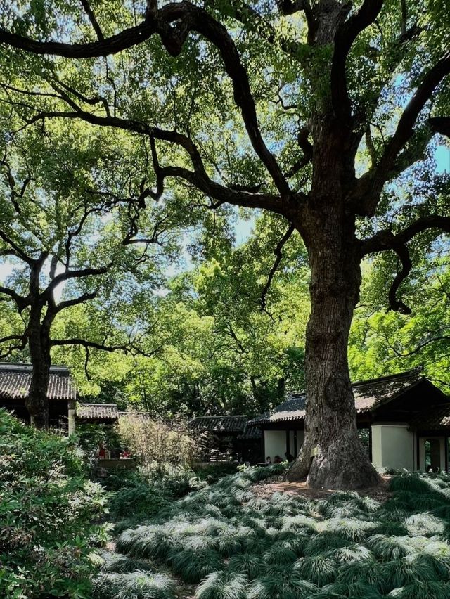 Jichang Garden – Wuxi’s 500-Year-Old Poetic Sanctuary