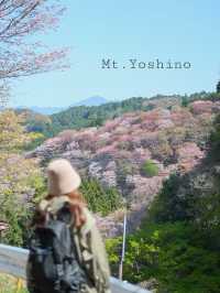 【奈良/吉野】日本が誇る桜の絶景！世界遺産の吉野山🌸