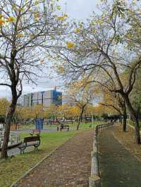 金黃花海迎春光，廍子公園黃花風鈴木花季盛宴。