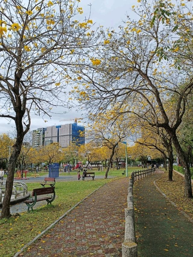 金黃花海迎春光，廍子公園黃花風鈴木花季盛宴。