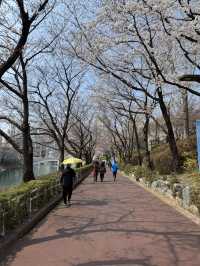 Cherry blossom in Seoul