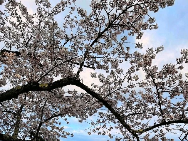櫻花、海洋、松樹交織的絕景：仙台松島-西行戾之松公園