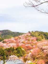 【奈良】日本一の桜🌸吉野山を全力で楽しむ完全ガイド！