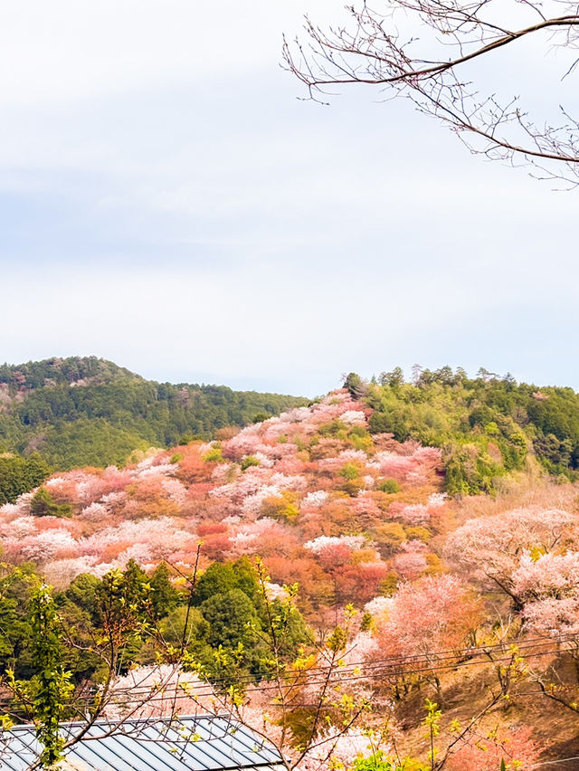【奈良】日本一の桜🌸吉野山を全力で楽しむ完全ガイド！