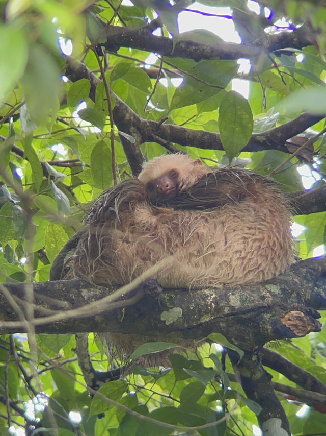コスタリカ🇨🇷🦥