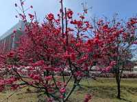 🌸** 中科崴立櫻花公園不僅擁有自然美景**🌸