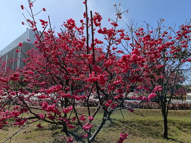 🌸** 中科崴立櫻花公園不僅擁有自然美景**🌸