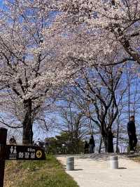 전북 완주 여행, 삼례 금와습지🍃