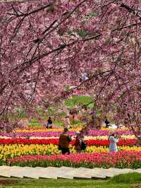 🌸🌻 Blooming Dreams in Chengdu: Discover Manhua Sea of Flowers This April 🌺🌸