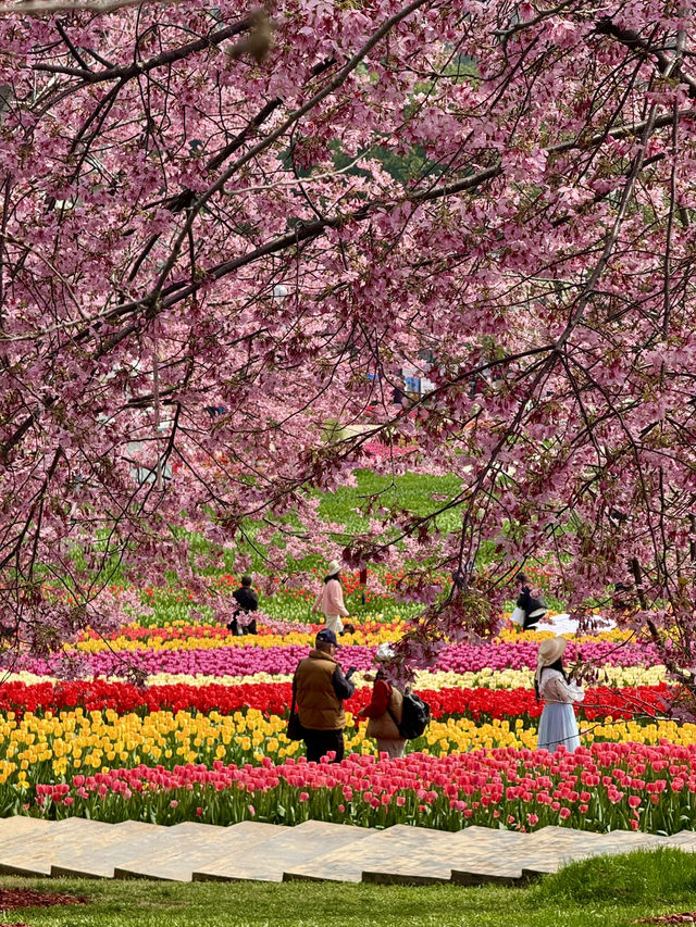 🌸🌻 Blooming Dreams in Chengdu: Discover Manhua Sea of Flowers This April 🌺🌸