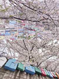2 Must-Visit Cherry Blossom Spots in Busan + Super Complete Travel Guide!!