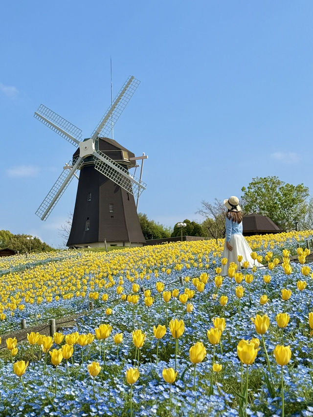 大阪 ❤︎ GWに行きたい無料の公園💐ネモフィラとチューリップ🩵💛  