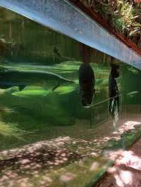 Underwater Adventures Await at Manila Ocean Park