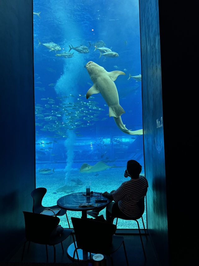  Okinawa Churaumi Aquarium 