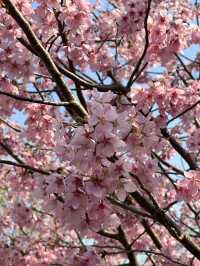 Shanghai's Cherry Blossoms 🌸