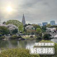 【都会のオアシス】東京 新宿 新宿御苑 季節ごとに異なる鮮やかな景色が楽しめる公園