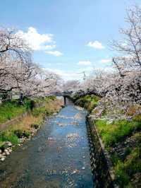 Gojo River Sakura Season: A Hidden Gem to Escape the Crowds