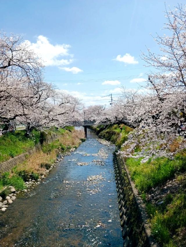 Gojo River Sakura Season: A Hidden Gem to Escape the Crowds