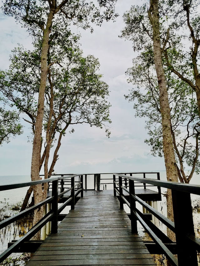Taman Tanjung Ketapang: Where Mangrove Boardwalks & Monkey Drama Collide🌿🐒