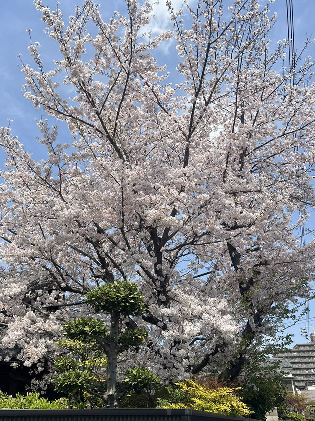 东京~秋名山