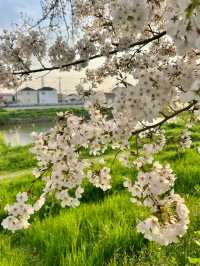 Kita-Koshigaya | The Most Beautiful Spring is Right Beside Us 🌸