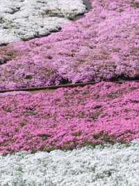 Hey! 🌸 A Pink Shiba Sakura Sea Near Tokyo