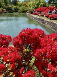 Brilliant Red Blossoms at Nagaoka Tenmangu!