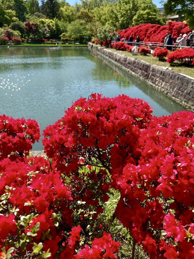 Brilliant Red Blossoms at Nagaoka Tenmangu!
