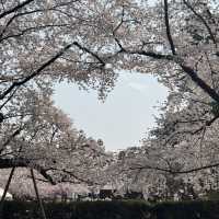 【青森】ちょうど見頃！どこを撮っても桜🌸