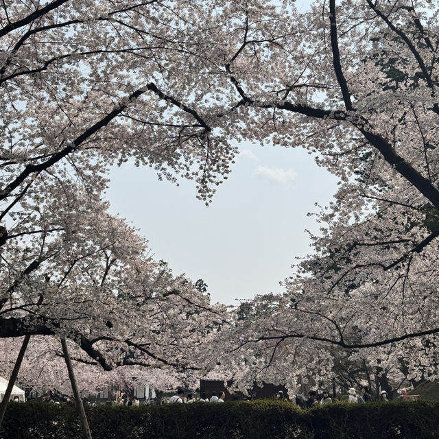 【青森】ちょうど見頃！どこを撮っても桜🌸
