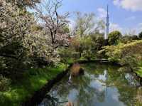🌸 Mukojima-Hyakkaen: Tokyo's Secret Edo-Period Sakura Garden 🌸