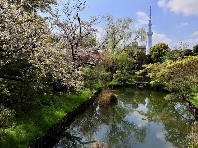 🌸 Mukojima-Hyakkaen: Tokyo's Secret Edo-Period Sakura Garden 🌸