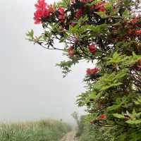 大屯山｜霧中漫步杜鵑花