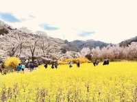 🇯🇵福島 有見過那麼色彩鮮艷的山坡嗎？ 🌼🌸