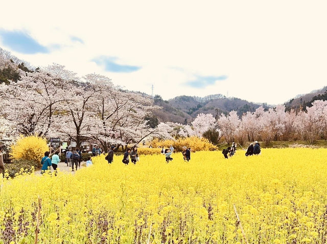 🇯🇵福島 有見過那麼色彩鮮艷的山坡嗎？ 🌼🌸