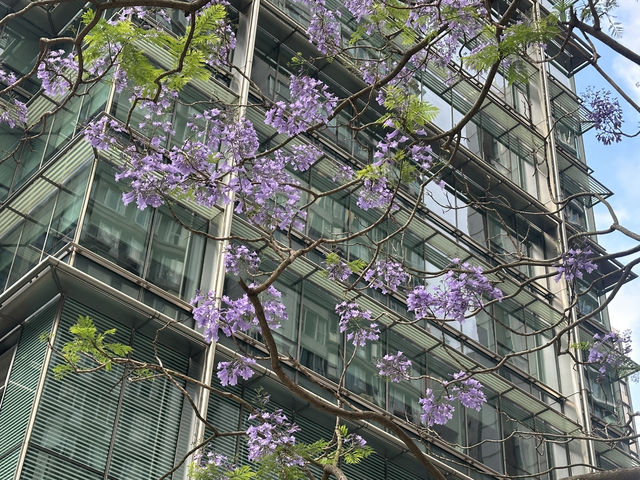 香港好去處 | 復活節賞花(上) | 魚木 | 藍花楹