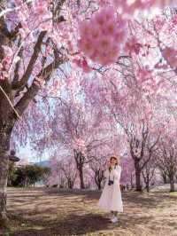 千本の垂れ桜 奈良に咲く最後の桜